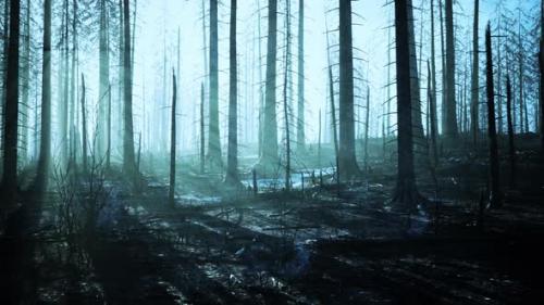 Videohive - Forest Fire with Fallen Tree is Burned to the Ground - 42570115