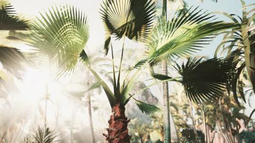 Videohive - Background of Natural Palm Leaves Tree Branch - 42558106
