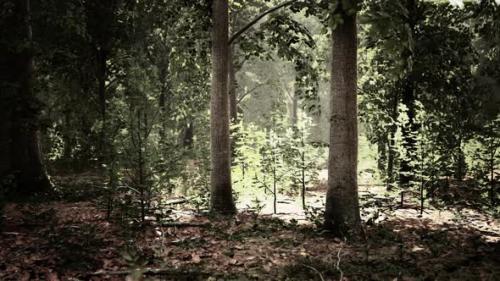 Videohive - Sun Beams Through Thick Trees Branches in Dense Green Forest - 42558496