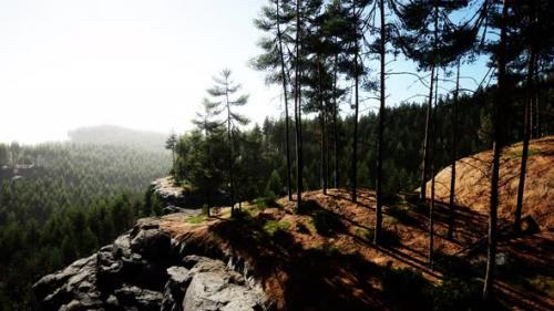 Videohive - Beautiful Remote Evergreen Forest in Mountain - 42567264
