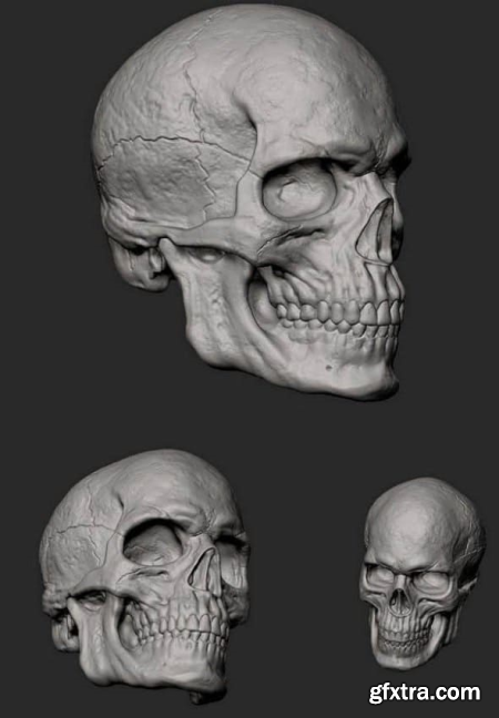 Male Skull - 3D print