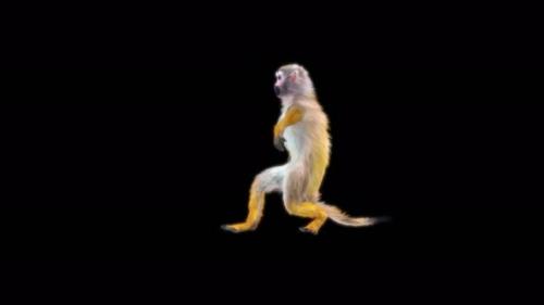 Videohive - 32 Monkey Dance 4K - 42670329