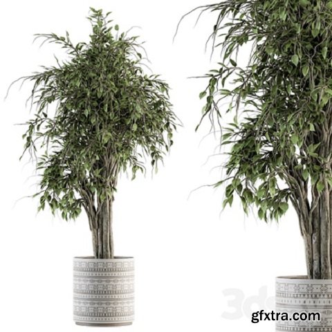 indoor Plant Set 266 – Ficus Benjamin Plant in pot