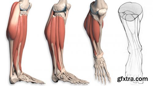 Proko Anatomy - Legs (adductors, quads, hamstrings & calves)