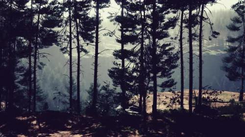 Videohive - Beautiful Remote Evergreen Forest in Mountain - 42929141
