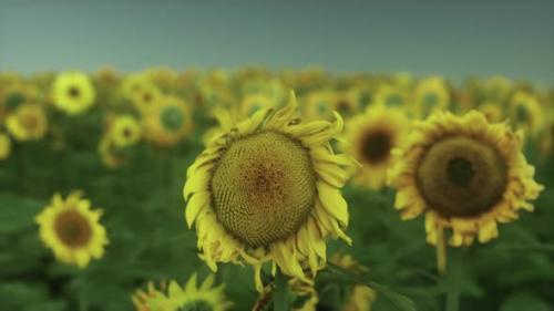 Videohive - Many Bright Yellow Big Sunflowers in Plantation Fields on Evening Sunset - 42950790