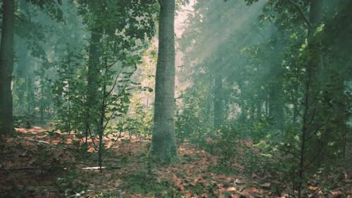 Videohive - Beautiful Morning in the Forest - 42949971