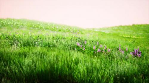 Videohive - Landscape View of Green Grass on Slope at Sunrise - 42950059