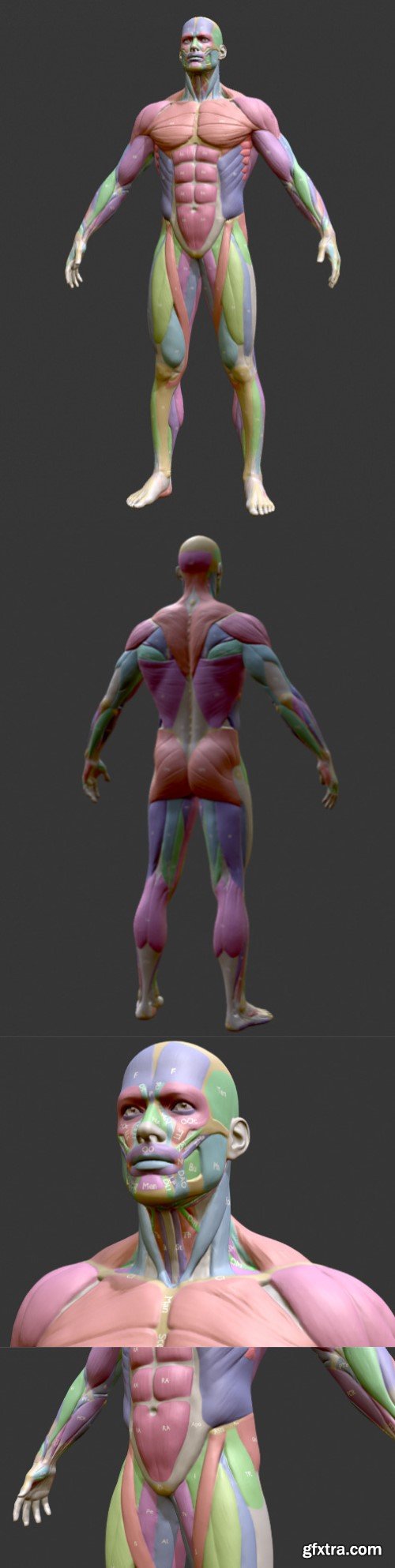 Écorché Male Musclenames Anatomy