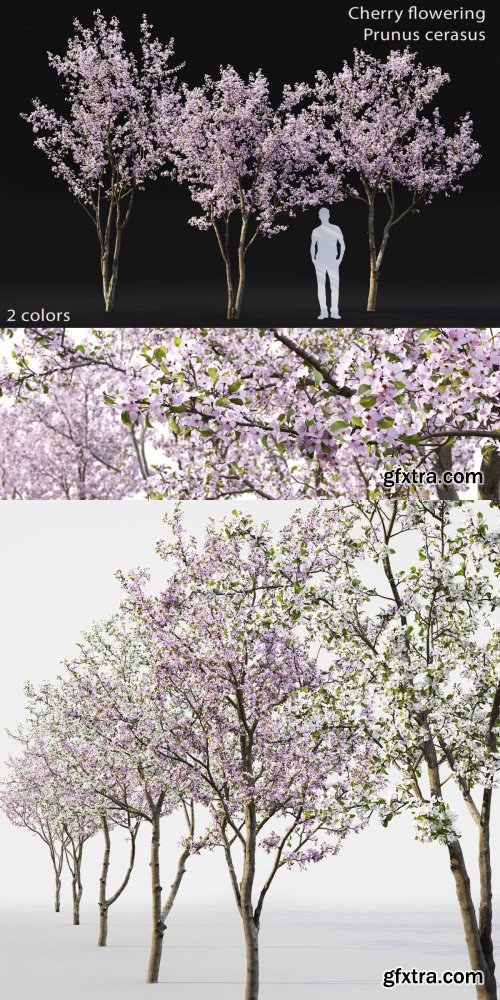 Cherry-tree Flowering 03