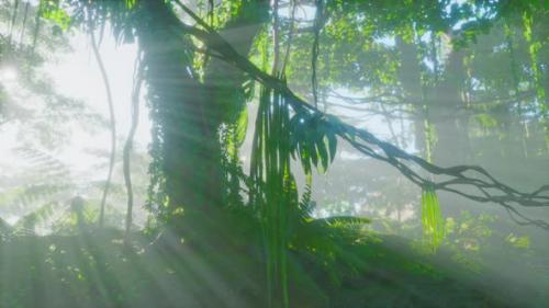 Videohive - Deep Tropical Jungles of Southeast Asia - 43212064
