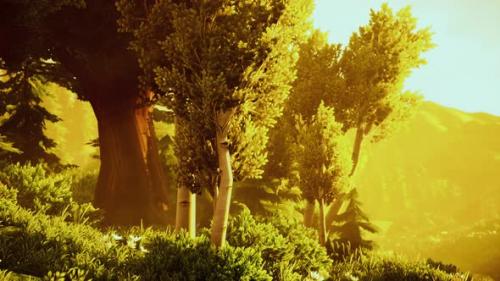 Videohive - Cartoon Wooded Forest Trees Backlit By Golden Sunlight - 43221043