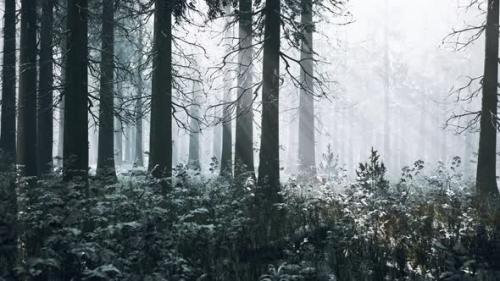 Videohive - Mystical Winter Forest with Snow and Sun Rays Coming Through Trees - 43264118