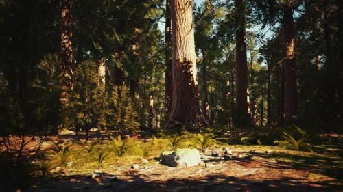 Videohive - Sequoia Redwood Trees in the Sequoia National Park Forest - 43264121