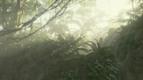 Videohive - Foggy Jungle in the Chiang Dao Mounts - 43264251