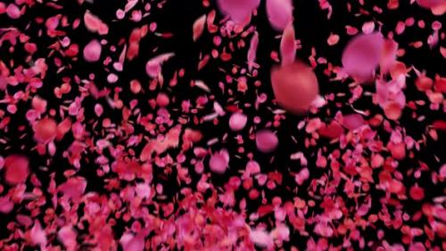 Videohive - Bursting Rose Petals 4K - 43204441