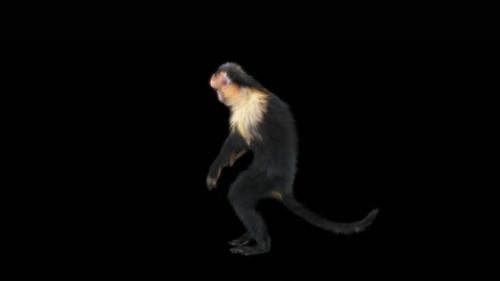 Videohive - 57 Monkey Dance HD - 43204518
