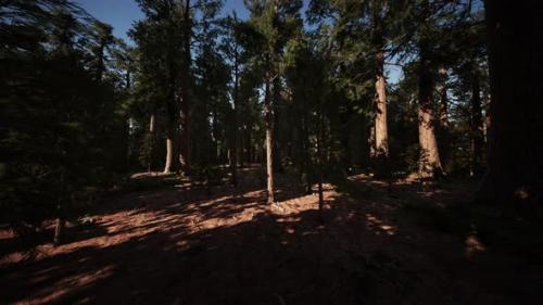 Videohive - Scale of the Giant Sequoias of Sequoia National Park - 43208002