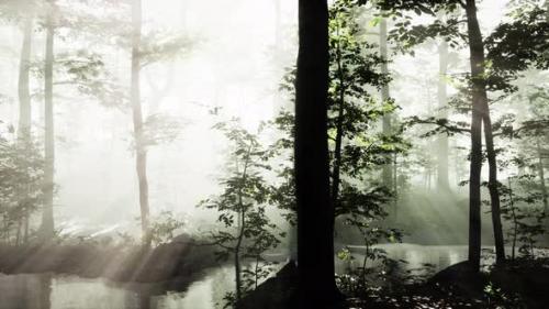 Videohive - Rising Sun Falls Into the Deciduous Forest on a Foggy Summer Morning - 43212712