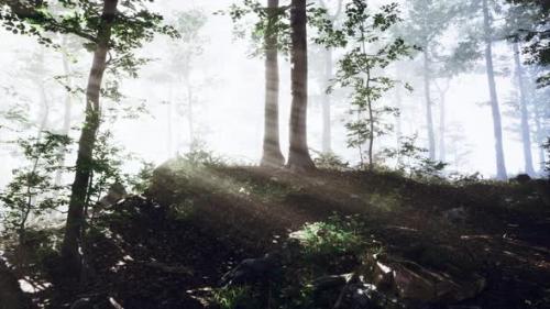 Videohive - Glowing Fog in the Forest in the Evening - 43212723