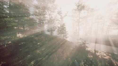 Videohive - Magic Dark Autumn Forest Scenery with Rays of Warm Light - 43220817