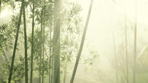 Videohive - Fresh Nature and Greeny Tropical Bamboo Forest - 43221817