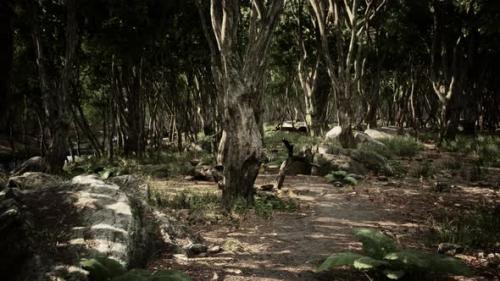 Videohive - Forest in Darkness with Grass and Rocks - 43243823