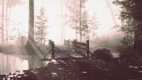 Videohive - Wooden Steps in the Forest Disappeared in the Thick Fog - 43264444