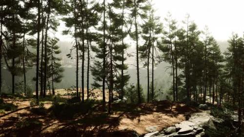 Videohive - Beautiful Remote Evergreen Forest in Mountain - 43274953