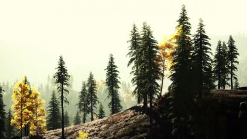 Videohive - Colorful Sunset or Sunrise in Mountains with Pine Forest and Mist - 43307914