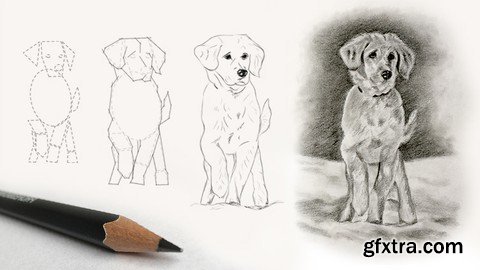 How To Draw A Dog Step By Step - Beginner Drawing Course