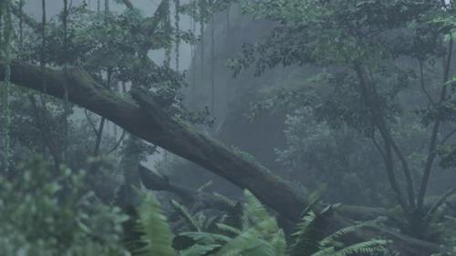 Videohive - Scene Looking Straight Into a Dense Tropical Rain Forest - 43385160