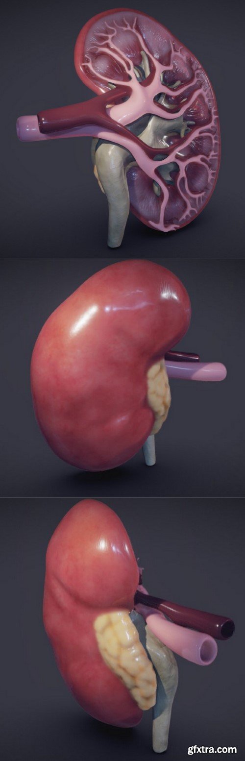 Kidney Cross Section 3D Model