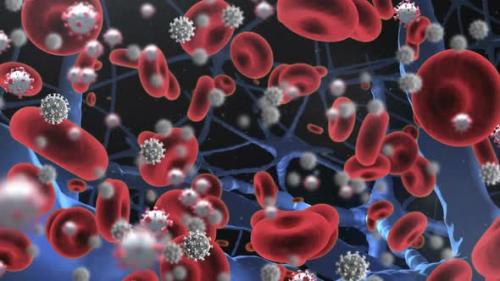 Videohive - Animation of covid 19 and red blood cells floating in organism over black background - 43356084