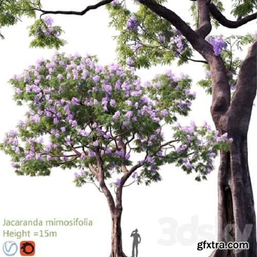 Pro 3DSky - Jacaranda mimosifolia | Height = 15m # 3