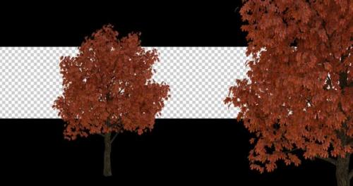 Videohive - Autumn Tree On Alpha - 43382712