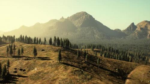 Videohive - Spruce and Pine Trees and Mountains of Colorado - 43530497