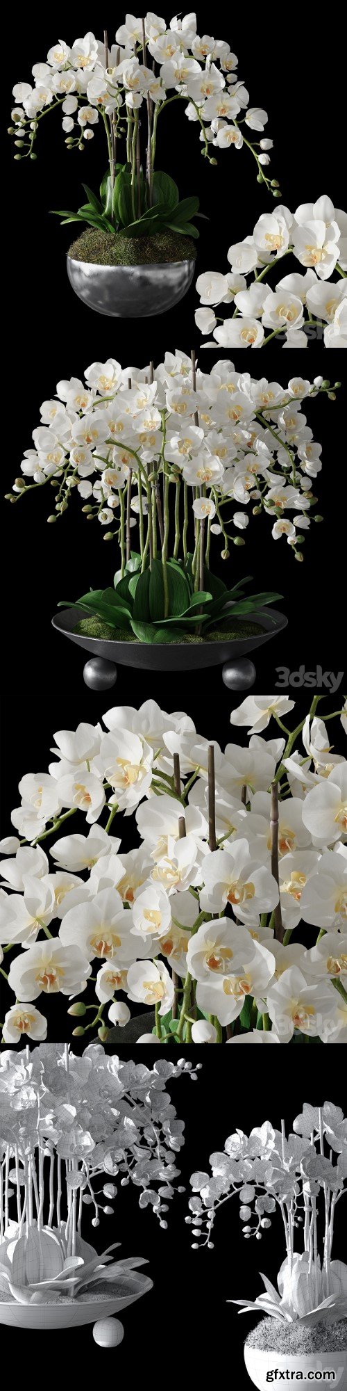 Orchids 1 | Vray