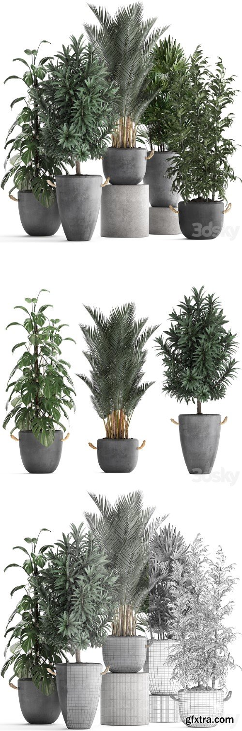 Plant Collection 413. palm, bamboo, rapis, monstera, concrete pot, flowerpot, indoor plants, Raphis Palm