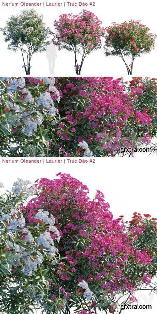 Nerium Oleander | Laurier | Trúc Đào # 2 | Corona