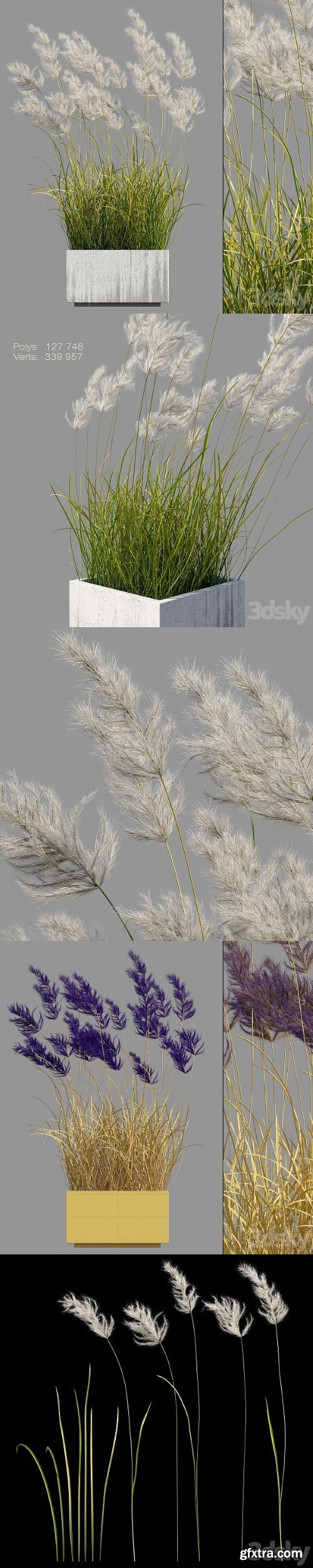 Pampas Grass 3 | Corona