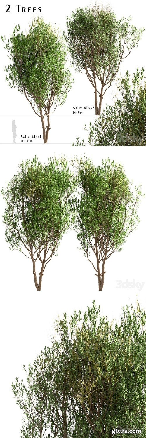 Set of Salix Alba Trees | Vray