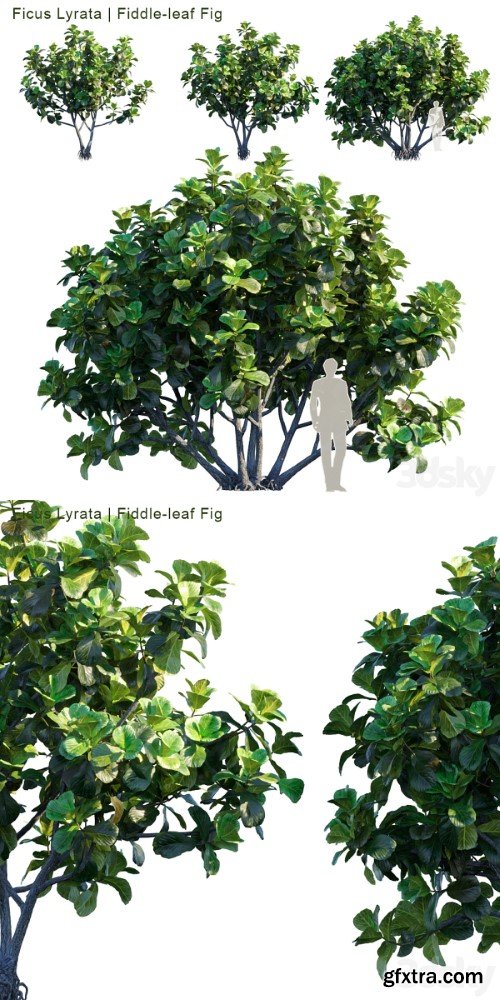 Pro 3DSky - Ficus Lyrata | Feed-leaf fig