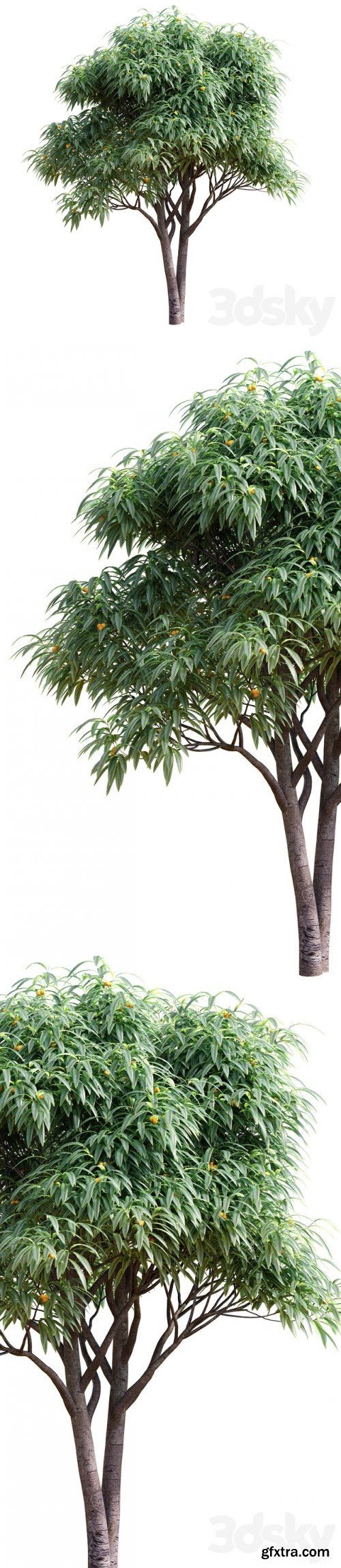 Pro 3DSky - Deciduous tree with fruit - Medlar