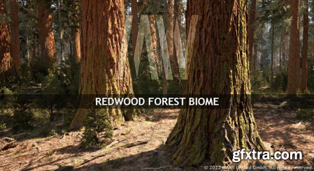 Unreal Engine Marketplace - MW Redwood Tree Forest Biome (5.0 - 5.1)