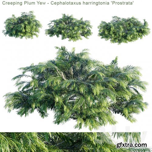 Creeping Plum Yew | Cephalotaxus harringtonia \