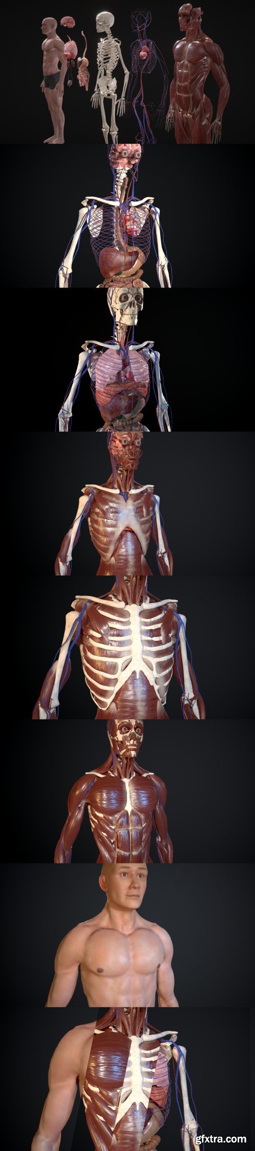 Animated Full Human Body Anatomy