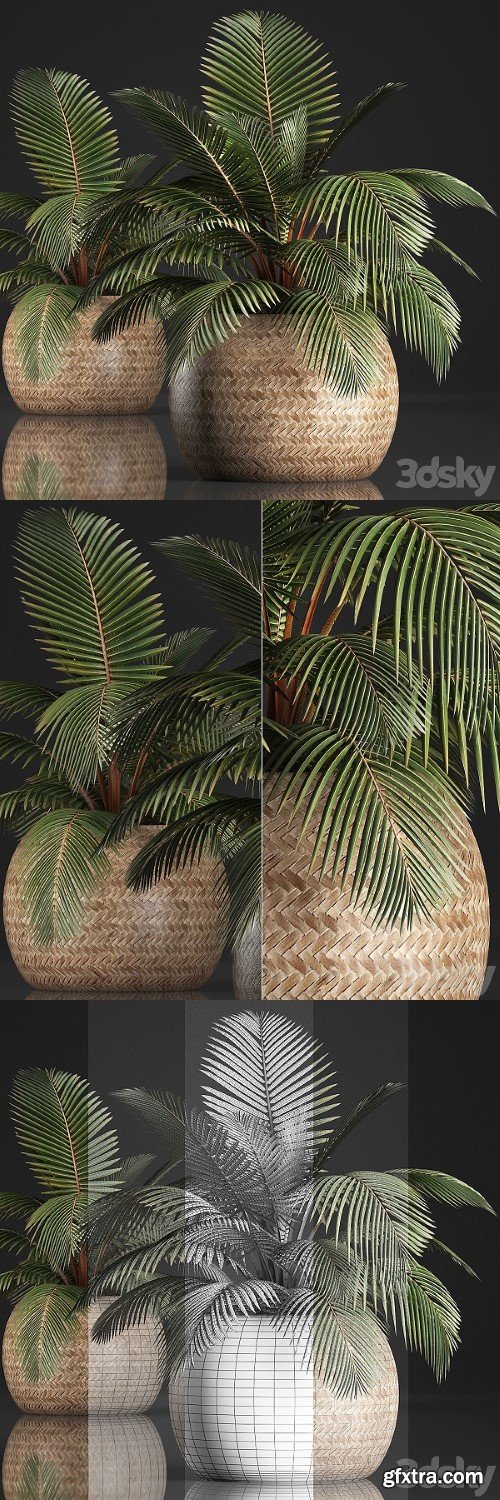 Plant Coconut Palm 340