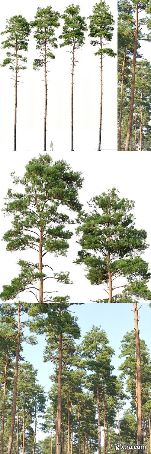 Pinus Sylvestris 12