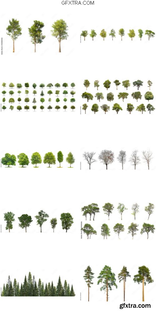Tree Isolated Pack 12xJPG